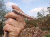 Female Slow-Worm - a friendly slug-eater