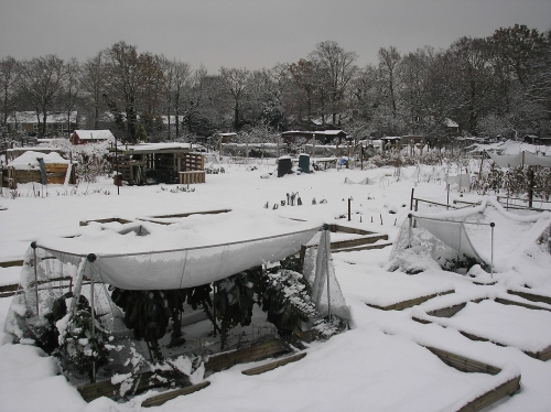 Snow hammocks over brassicas