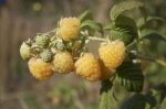 Golden Raspberries 2011