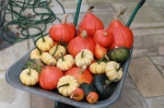 Squash harvest 2011