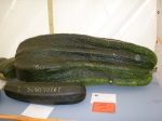 Prize winning marrow 2009 - Chertsey Show