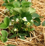 Easter Sunday Strawberry 2012