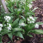 Wild Garlic