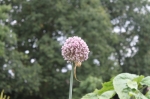 Onion gone to seed