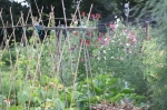 Summer on the allotments