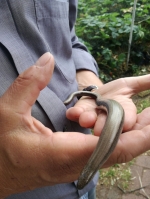 Slow-worms. They are quite harmless, don't bite, and are�a protected species.