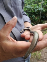 Slow-worms. They are quite harmless, don't bite, and area protected species.