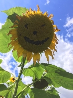 A happy flower for Open Day 2017