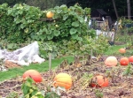 Pumpkin shelved for maturity - who said they grow on the ground