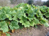 Rhubarb!