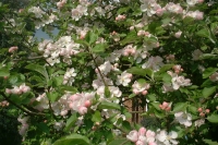 Apple Blossom