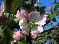 Apple Blossom