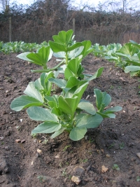 These Broad Beans Survived the frost