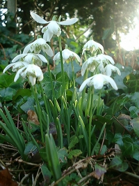 Snowdrops